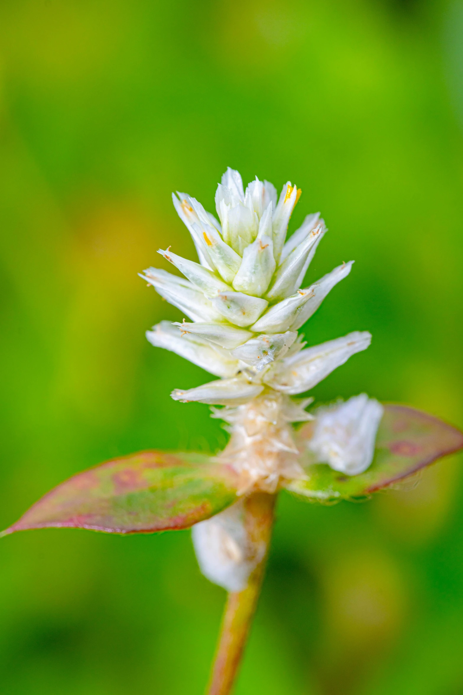 the little white flower has already blossomed into an open bud