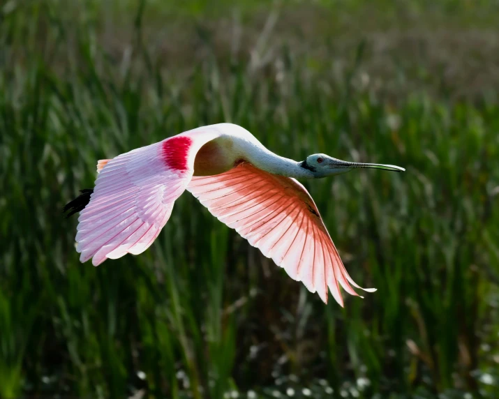 a pink bird with an orange  is flying over the grass