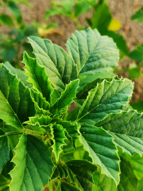 a group of green plants with large, thick leaves