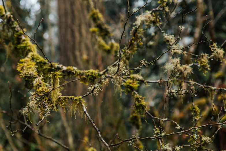 small birds on a limb in the forest