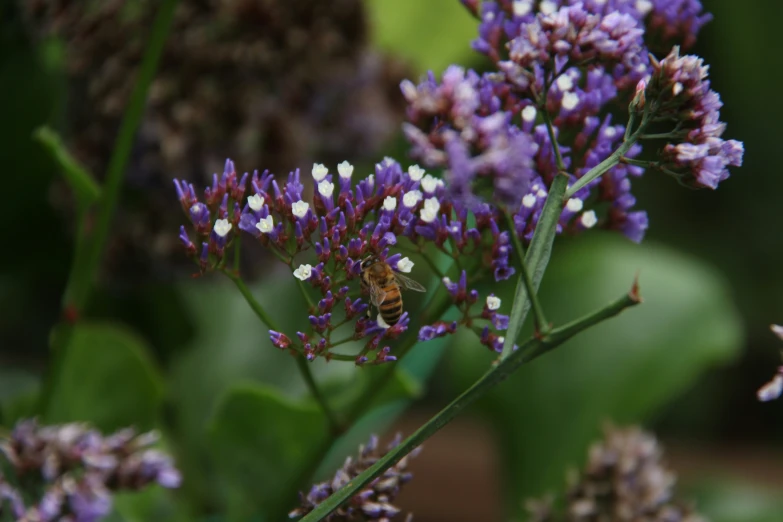 some purple flowers that are next to a green bush