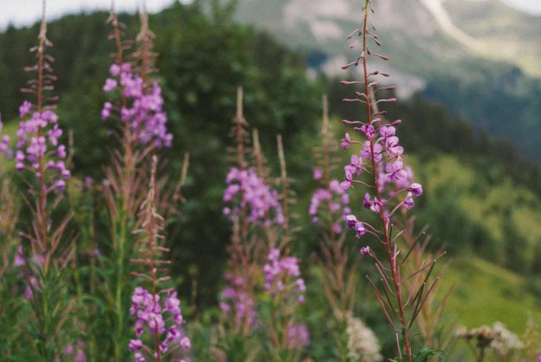 some purple flowers are near the mountain