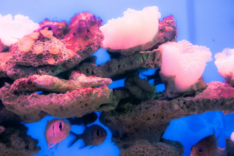 an aquarium tank with some corals and algae inside