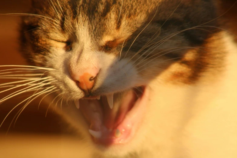 the cat yawns like it's having a bad time