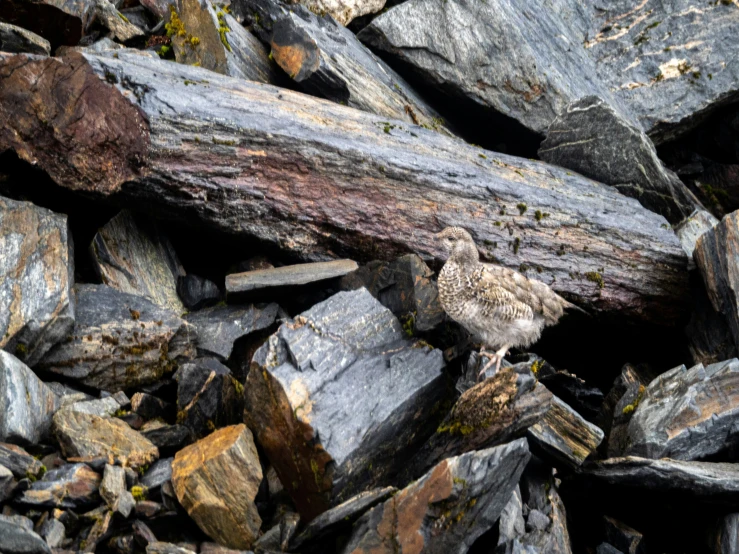 a small bird on a log among the rocks