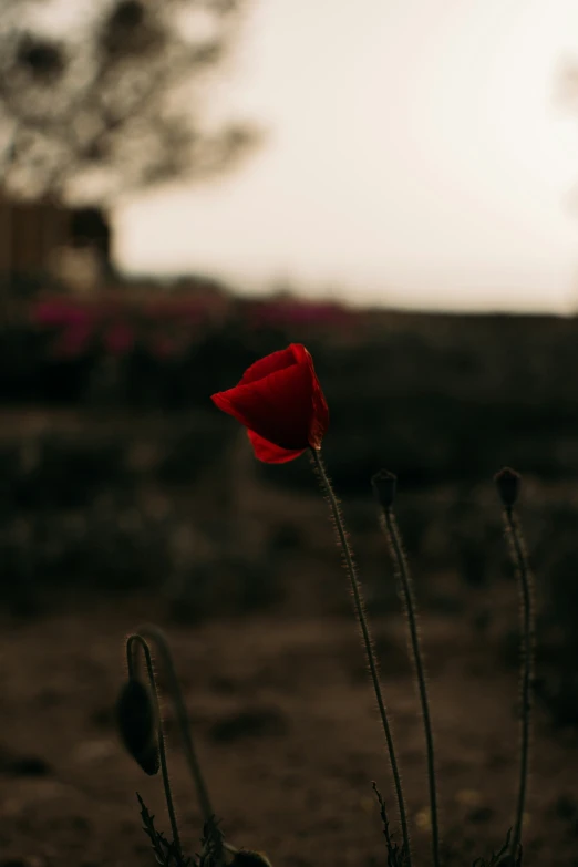 red rose sitting in a vase on the ground