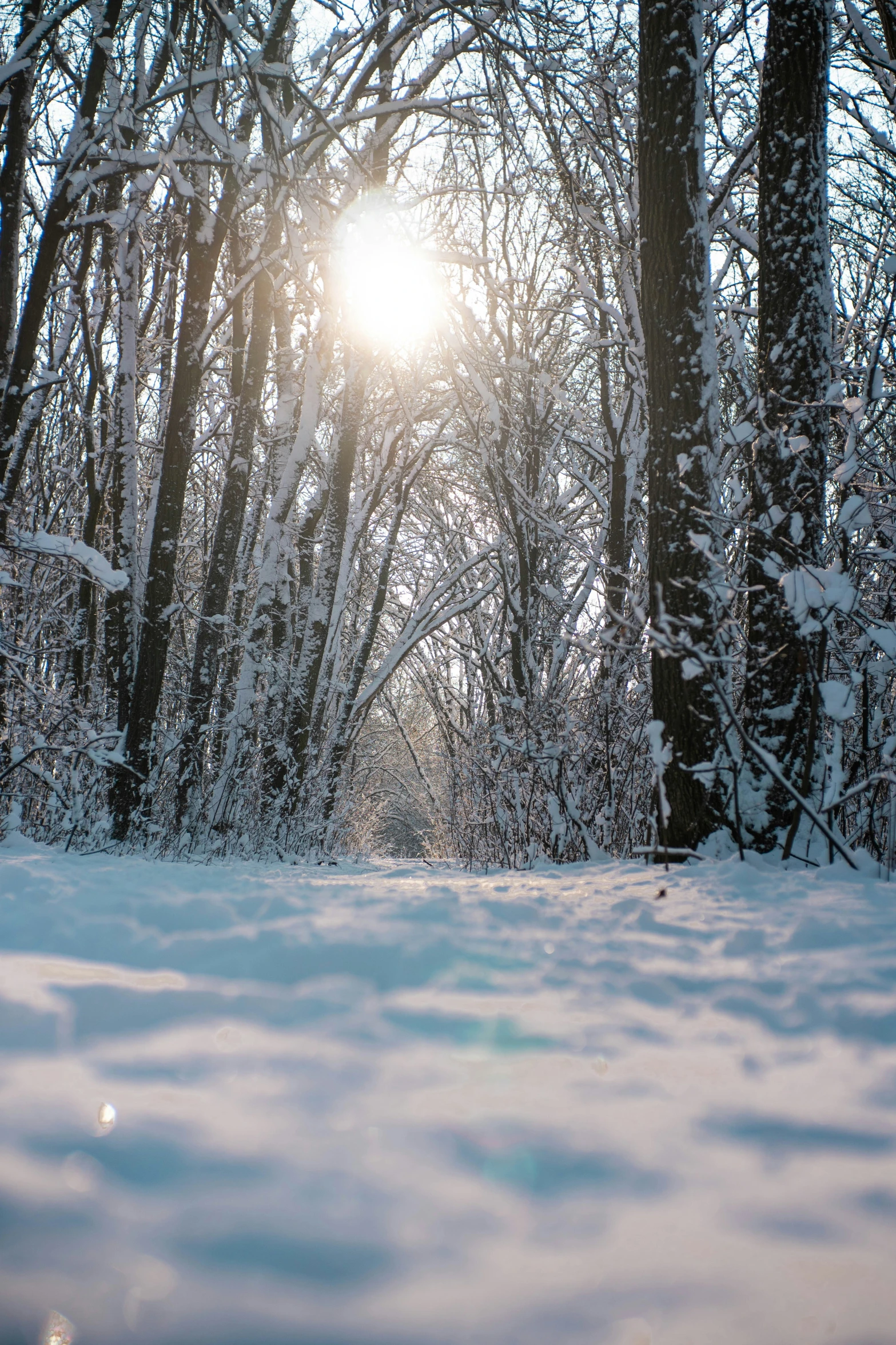 sunlight peeking through tree in the snow next to the forest