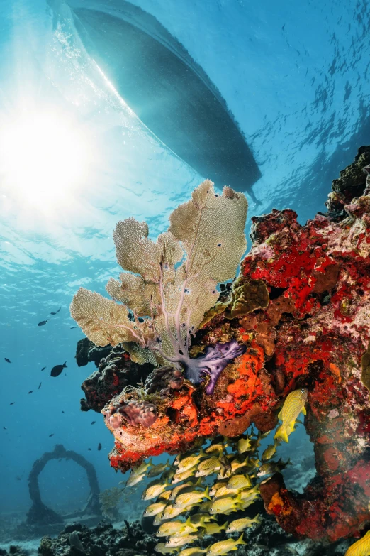 the reef with fish swimming around it