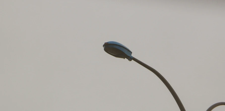 a flower sitting on top of a metal pole