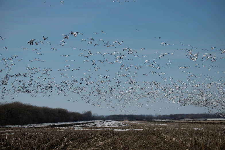 there is a large flock of birds in the sky