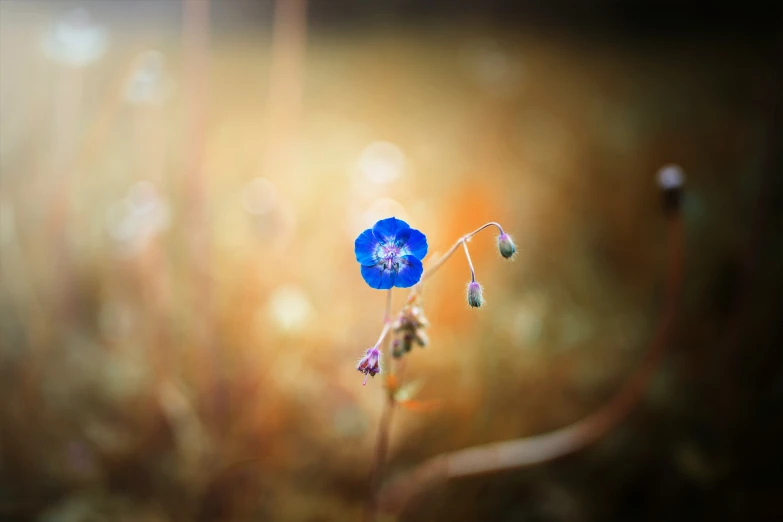 a blue flower is blooming in the middle of a field