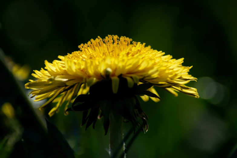 a yellow flower sitting on top of a plant