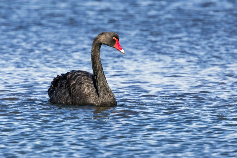 black bird in blue water looking at the viewer