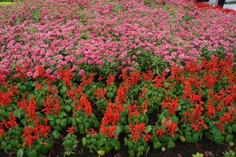 a field of colorful flowers in bloom with the top one still covered