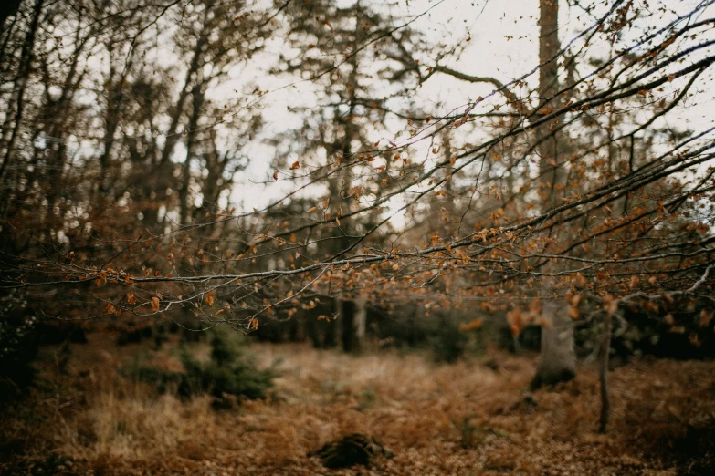 a woods with lots of leaf covered trees and leaves