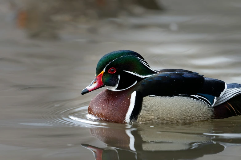 a duck is swimming in the water