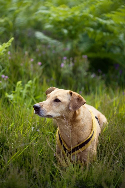 a dog standing in some tall green grass
