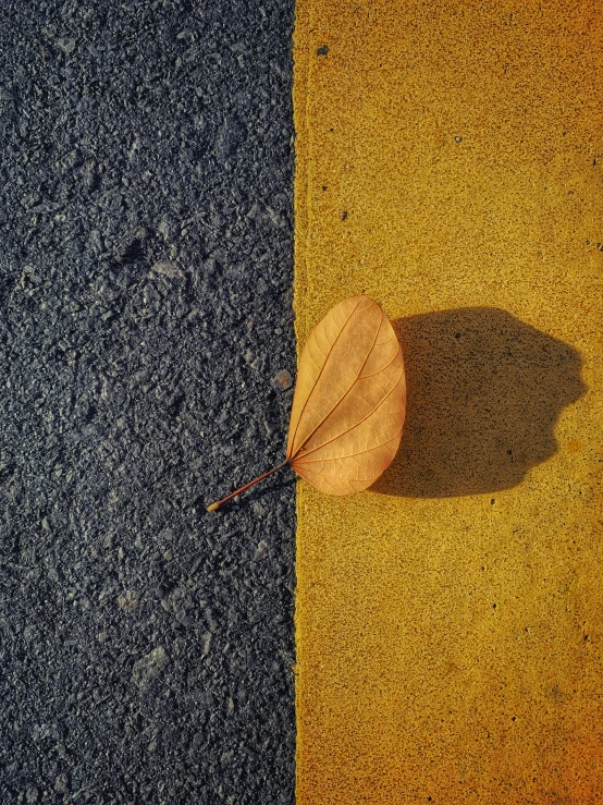 a single leaf sits on the middle of a sidewalk