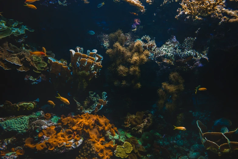 a group of fish swimming next to each other on a reef