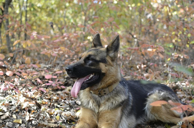 a large brown and black dog laying on some leaves