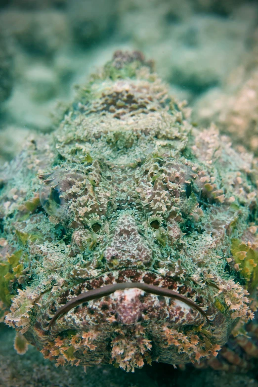 a small green and brown fish under some water