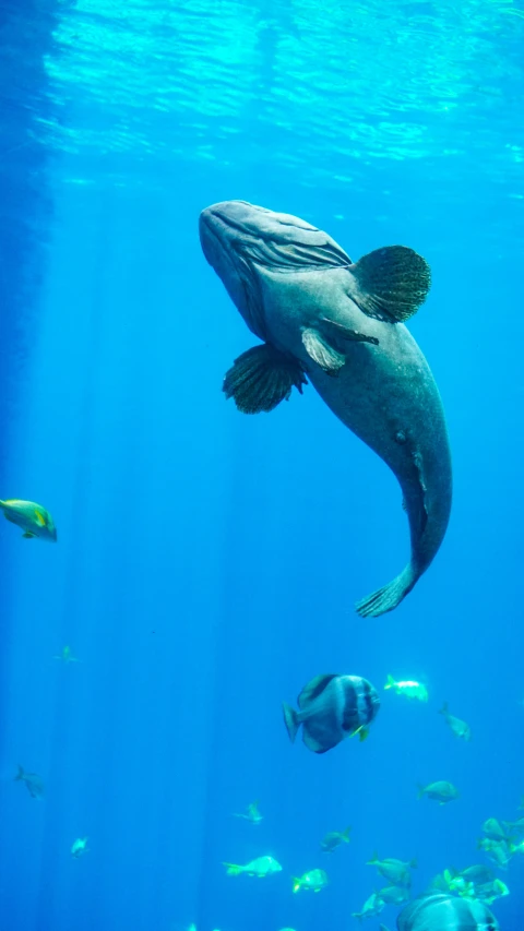 the large dolphin is swimming above a large group of fish