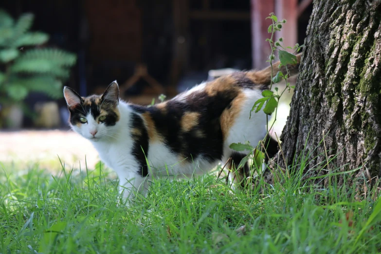 a cat standing next to a tree on a green field