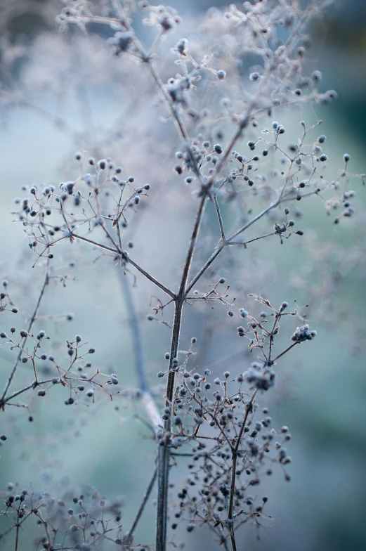 a plant with small droplets of water on its stems