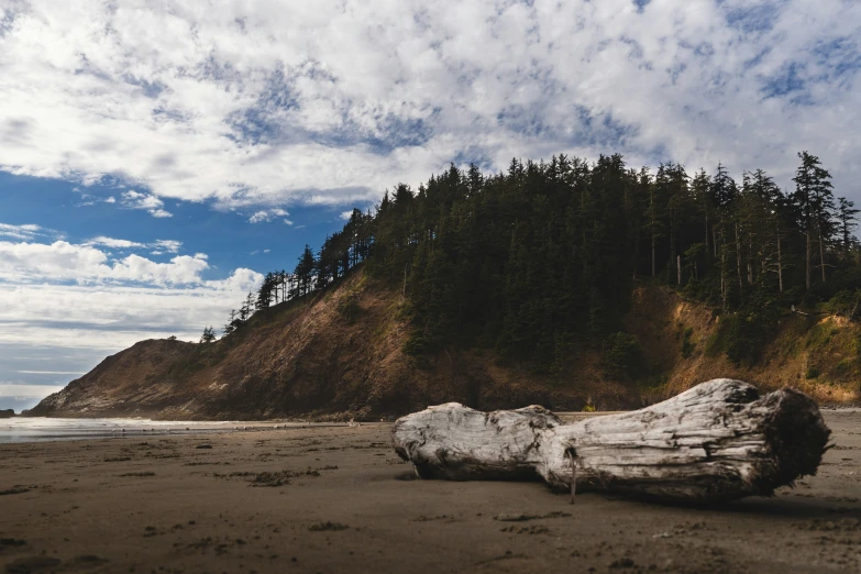 a dead log is on the beach near the water