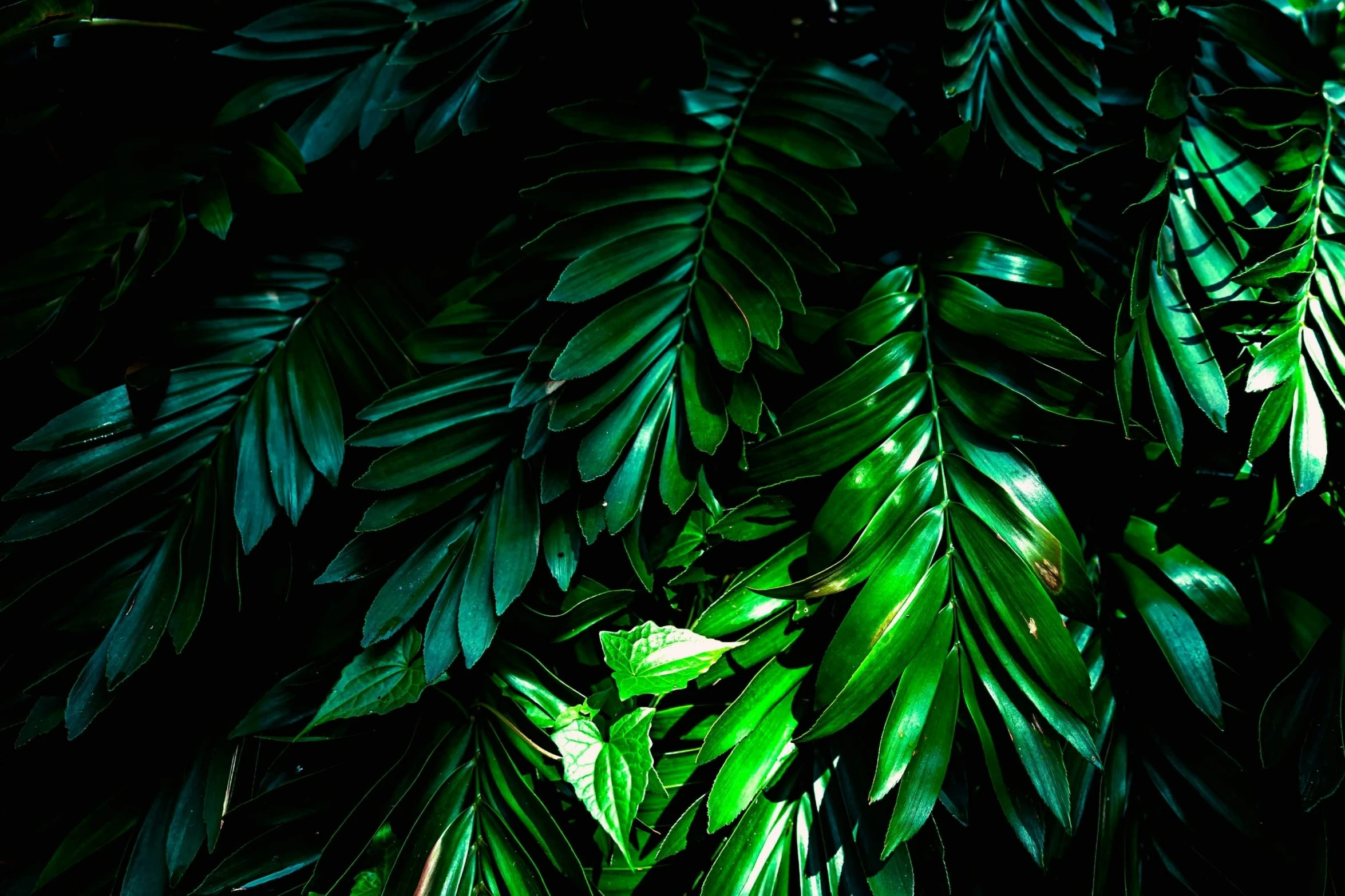 the top view of leaves with some green on them