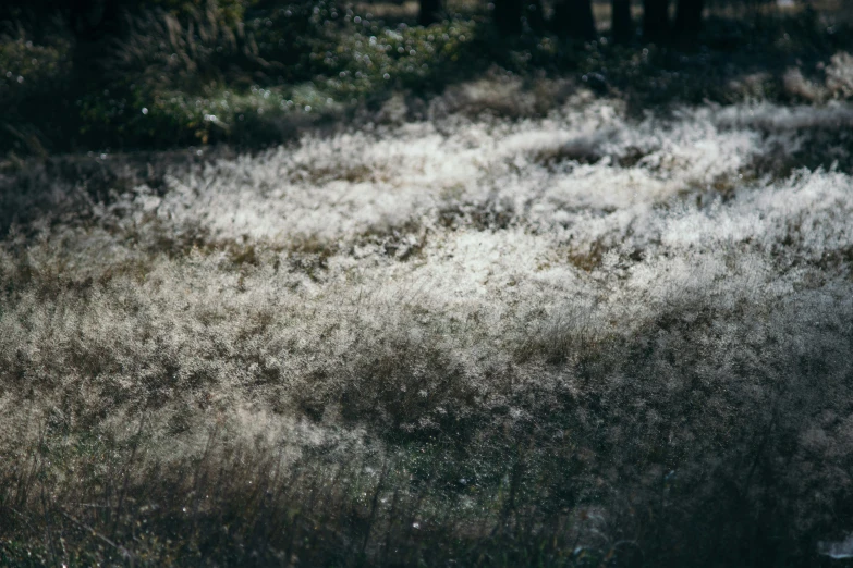 the grass is covered with little white flowers