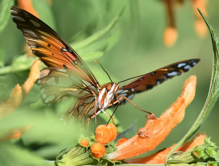 a small erfly sitting on top of a flower