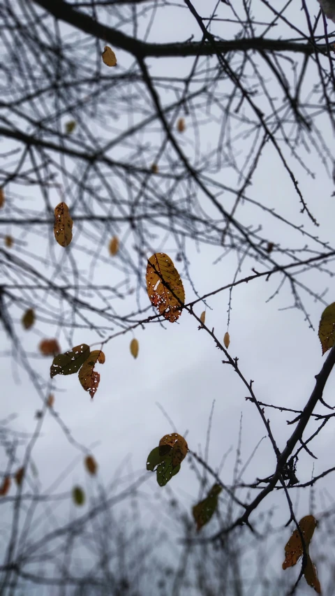 some leaves that are hanging on a tree