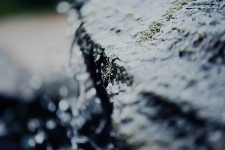 a rock with moss growing on it