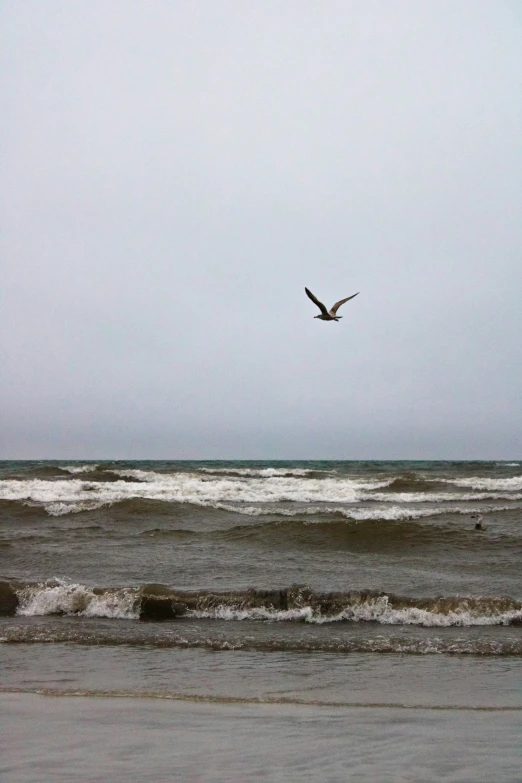 a seagull flies high above the waves on a stormy day