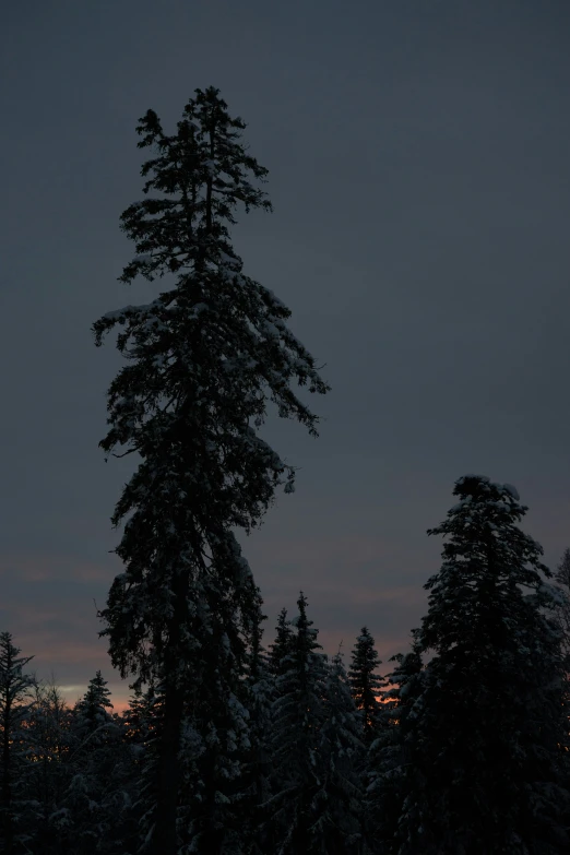 the full moon shines above a snowy forest