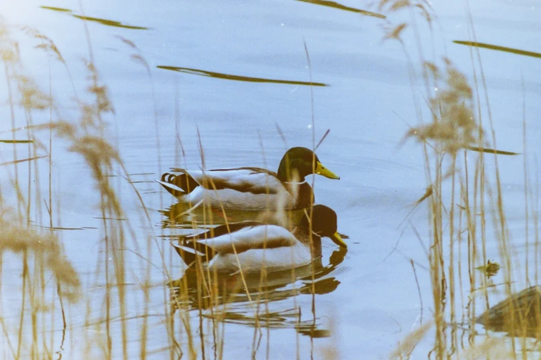 a duck that is swimming in the water