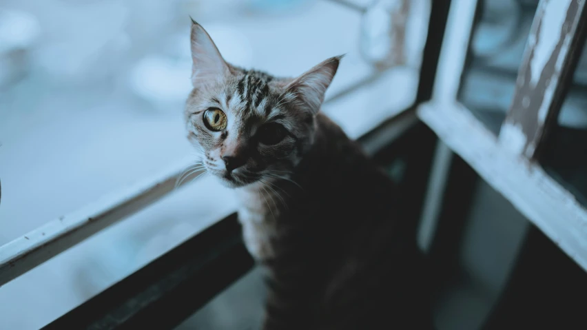 cat looking through window and being curious