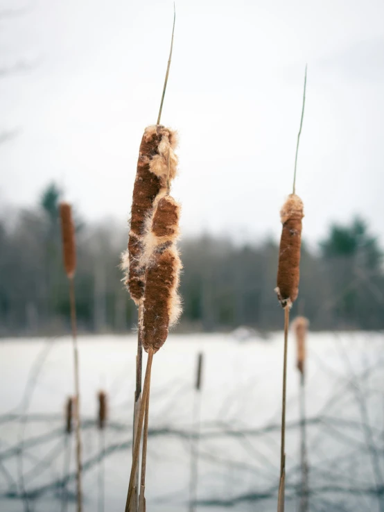 two dry grasses sprouts standing beside water in the snow