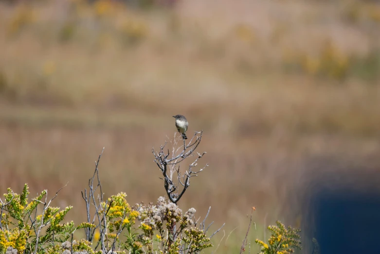 a small bird perched on a twig in a field