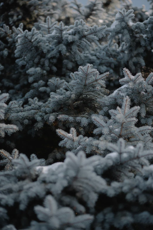 the blue snow is growing in a tree