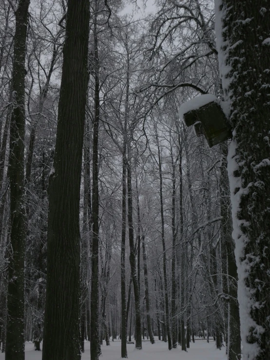 trees covered in snow in a forest with lots of tall, bare trees