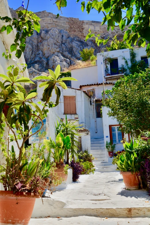 pots filled with plants line a street between white buildings