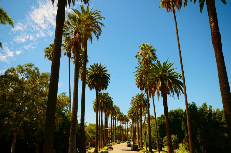 several palm trees line a street as people ride bicycles