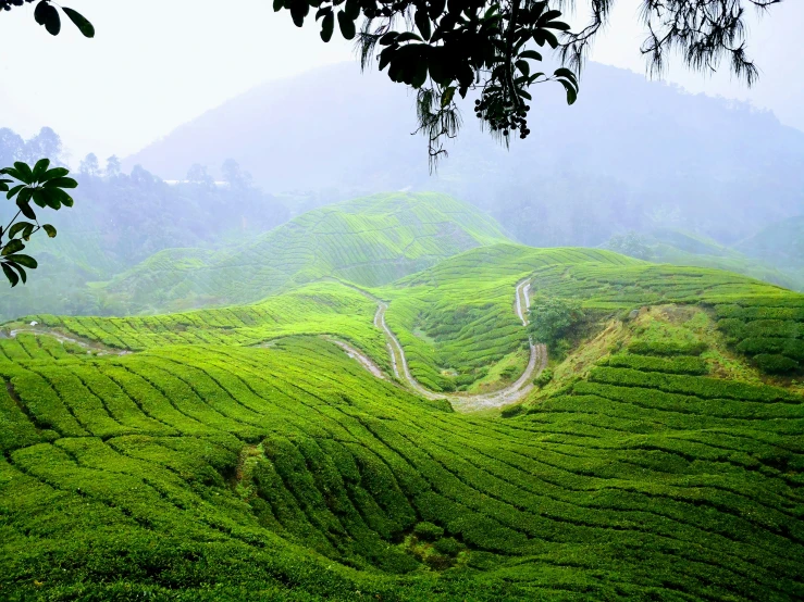 view of tea hills and winding road, in the mountains