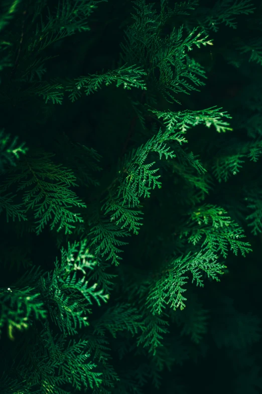 a view looking down on a very close s of the nches of a evergreen