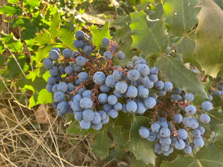 g clusters are growing on the vine next to the leaves