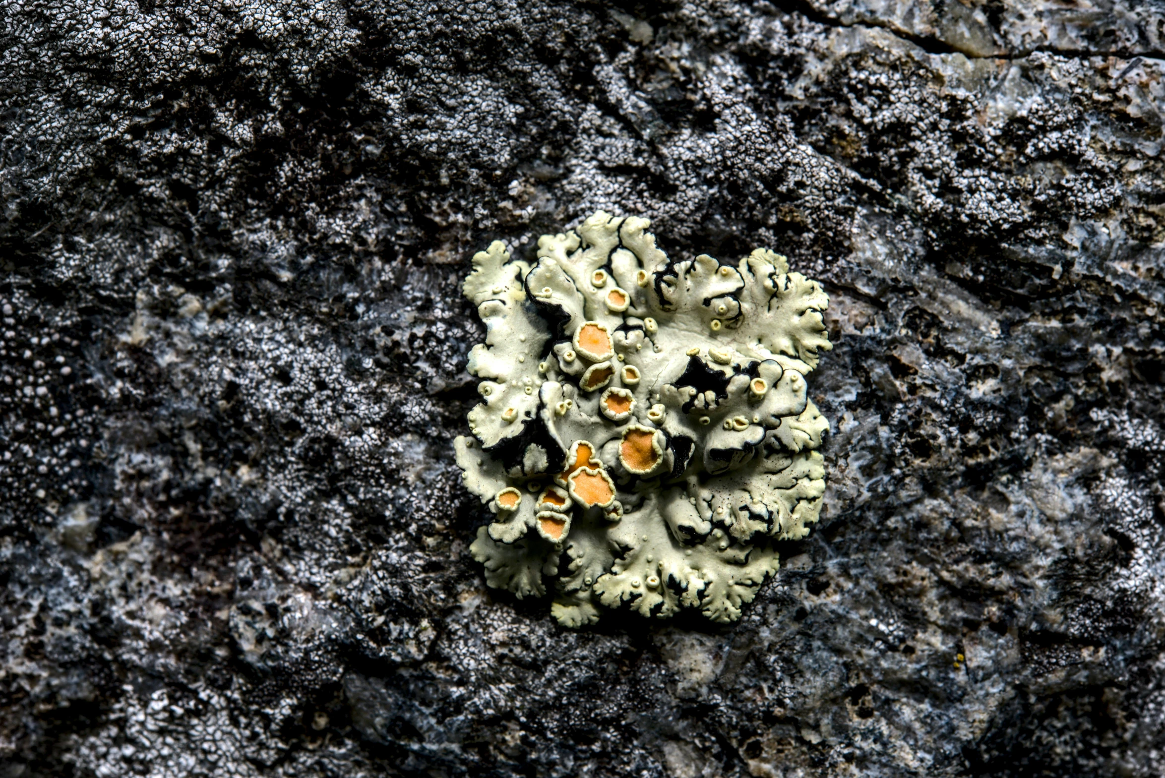 a rock with a single piece of coral on it