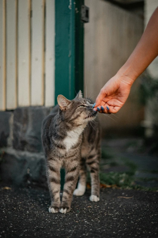 a cat standing on top of a sidewalk while being pet