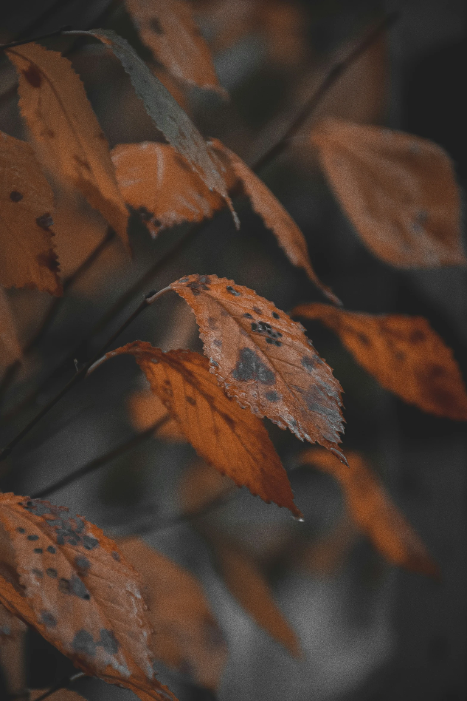 some orange and black leaves are seen